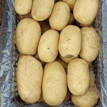 山东肥城冷库储存荷兰十五，沃土，箱装，袋装，