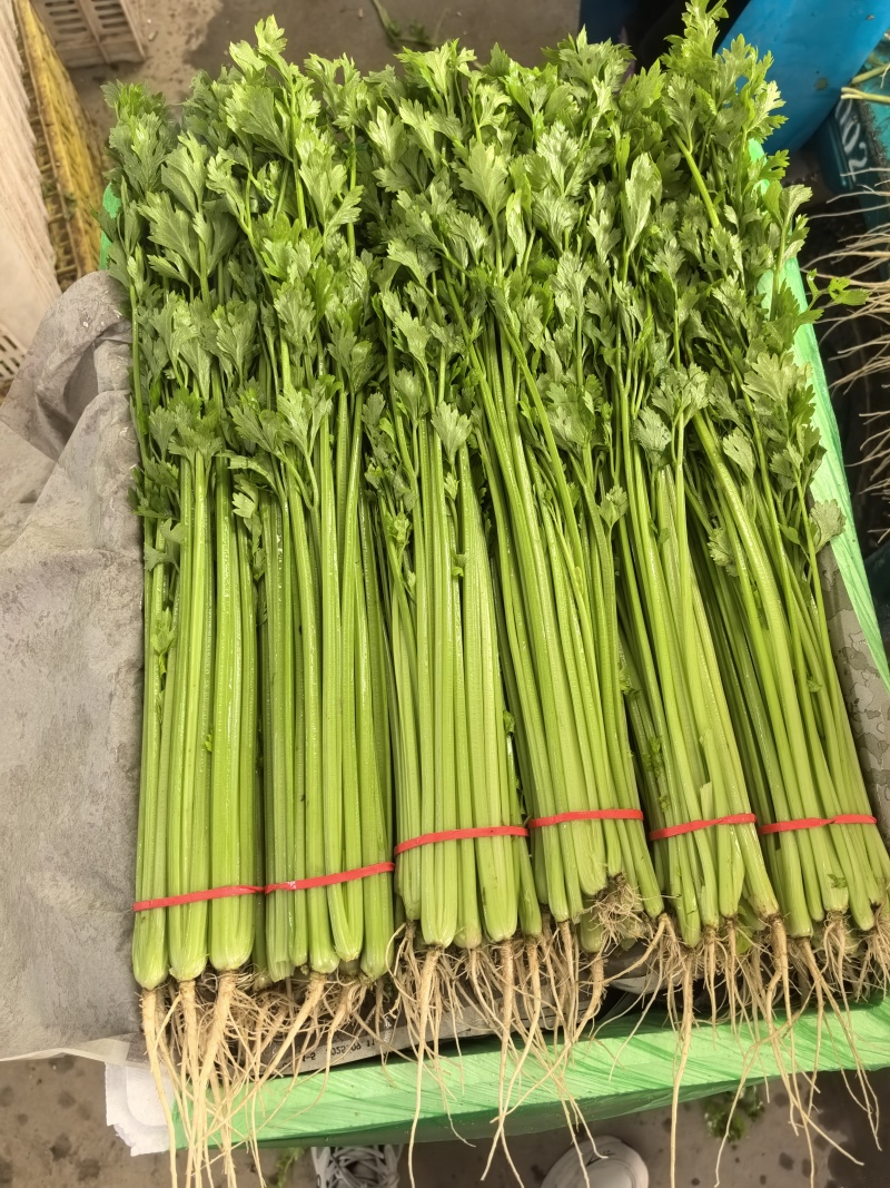 宁夏银川香芹大量上市。适合全国各大市场。支持各种包装。