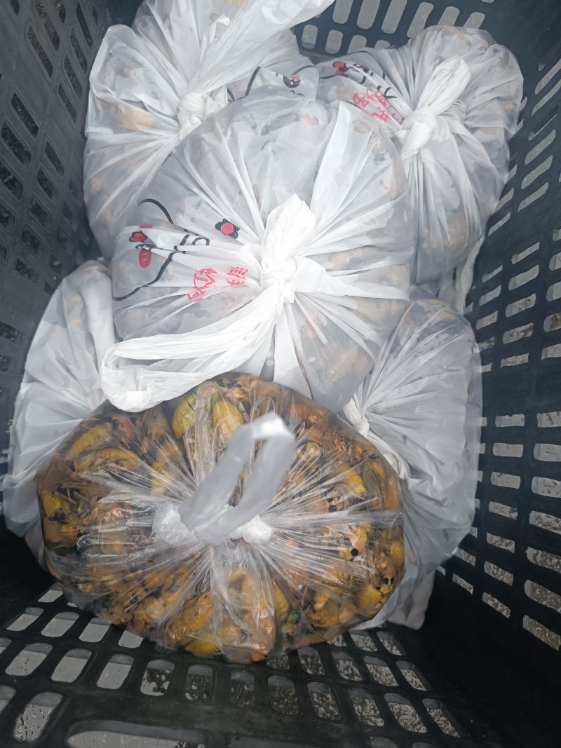 蝉蛹4~5克山东大金蝉临沂本地知了猴鲜活速冻京东顺丰冷