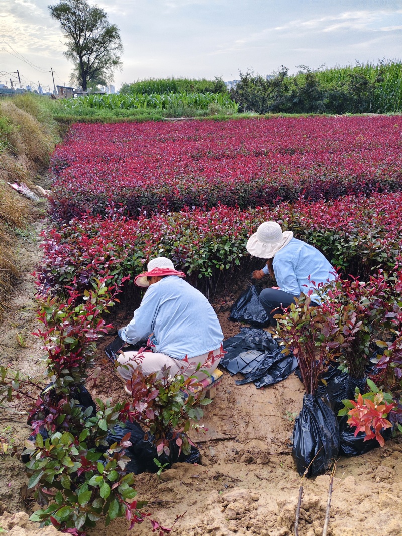 紫叶矮樱