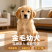 纯种金毛幼犬温顺亲人，骨架粗壮，陪伴看家温顺好驯养