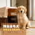 纯种金毛幼犬温顺亲人，骨架粗壮，陪伴看家温顺好驯养