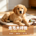 纯种金毛幼犬温顺亲人，骨架粗壮，陪伴看家温顺好驯养