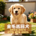 纯种金毛幼犬温顺亲人，骨架粗壮，陪伴看家温顺好驯养