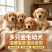 纯种金毛幼犬温顺亲人，骨架粗壮，陪伴看家温顺好驯养