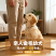 纯种金毛幼犬温顺亲人，骨架粗壮，陪伴看家温顺好驯养