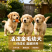 纯种金毛幼犬温顺亲人，骨架粗壮，陪伴看家温顺好驯养