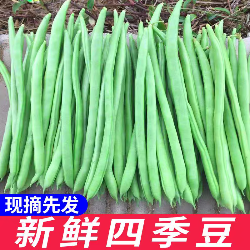 四季豆产地一手货源支持视频看货