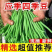 四季豆产地一手货源支持视频看货
