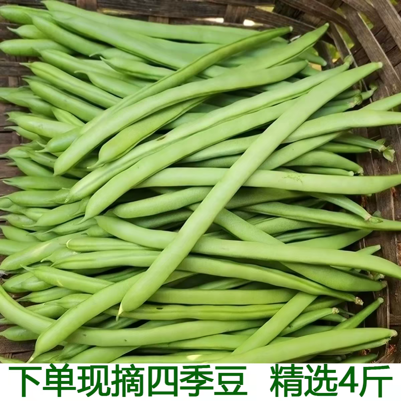 四季豆产地一手货源支持视频看货