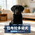 自家繁育拉布拉多，沉稳乖巧，看家陪伴两不误好养活