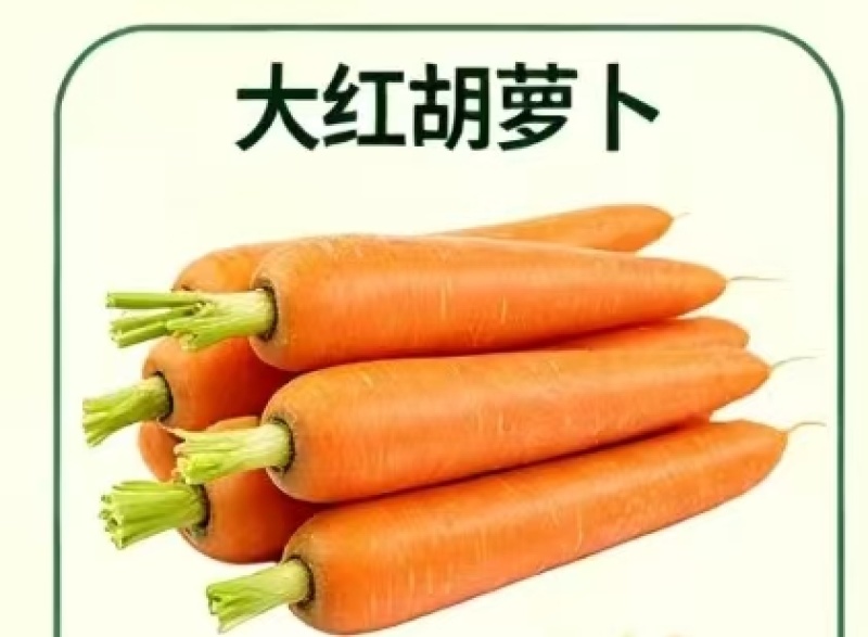 精品大红胡萝卜