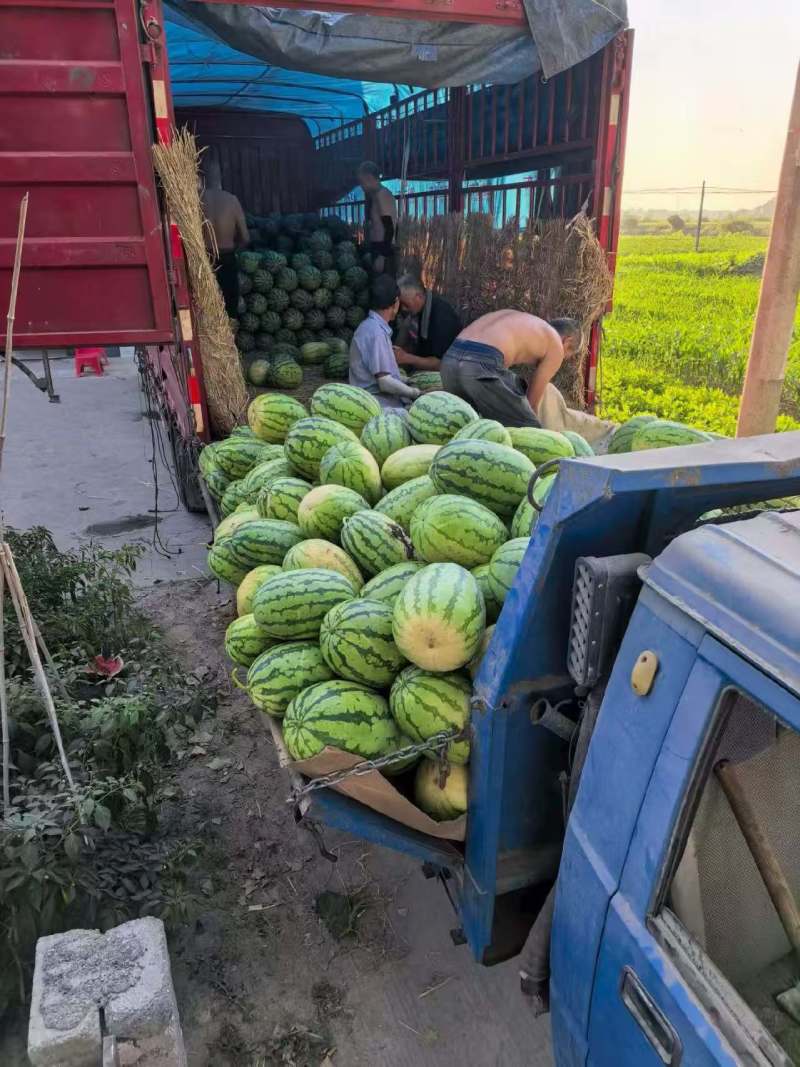 湖北无籽美都西瓜价格美丽质量好对接全国量大从优欢迎询价