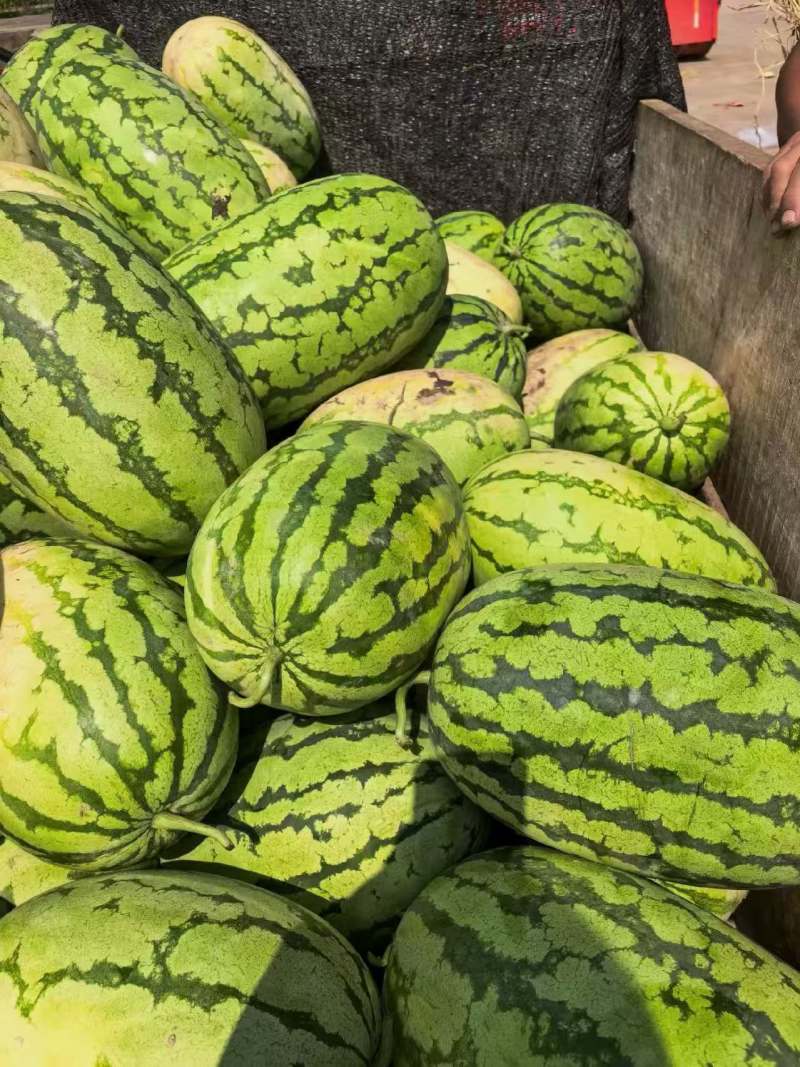 湖北无籽美都西瓜价格美丽质量好对接全国量大从优欢迎询价