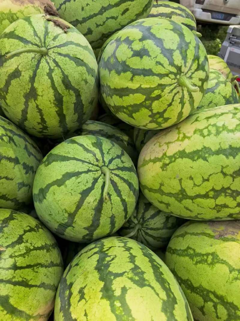 湖北无籽美都西瓜价格美丽质量好对接全国量大从优欢迎询价
