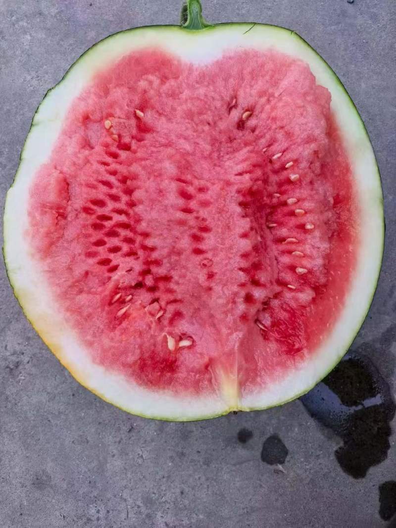 湖北无籽美都西瓜价格美丽质量好对接全国量大从优欢迎询价