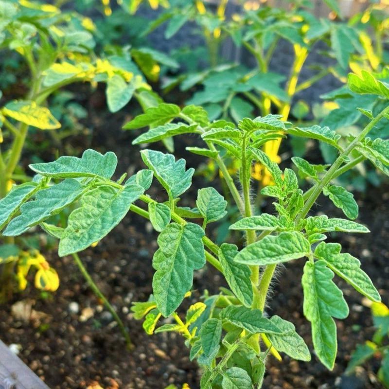 西红柿苗草莓西红柿苗基地直供，量大从优，成活率高视频看货
