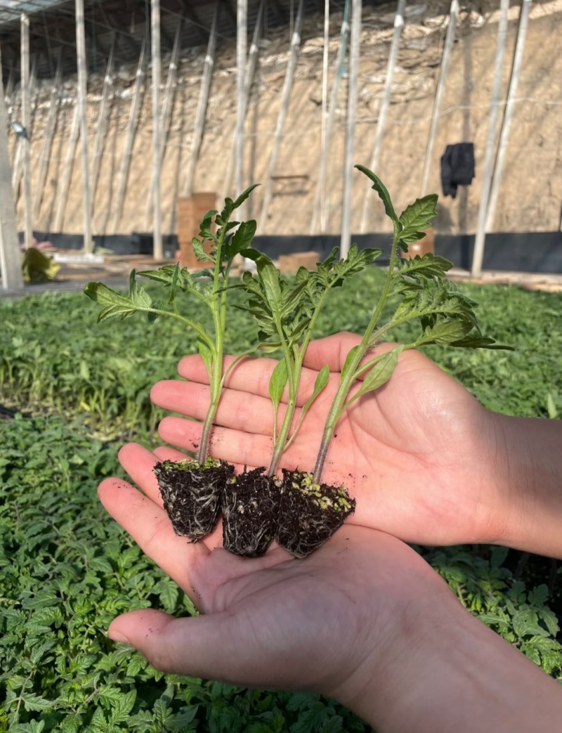 西红柿苗草莓西红柿苗基地直供，量大从优，成活率高视频看货