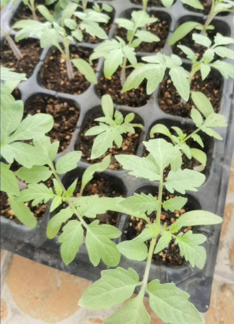 西红柿苗草莓西红柿苗基地直供，量大从优，成活率高视频看货