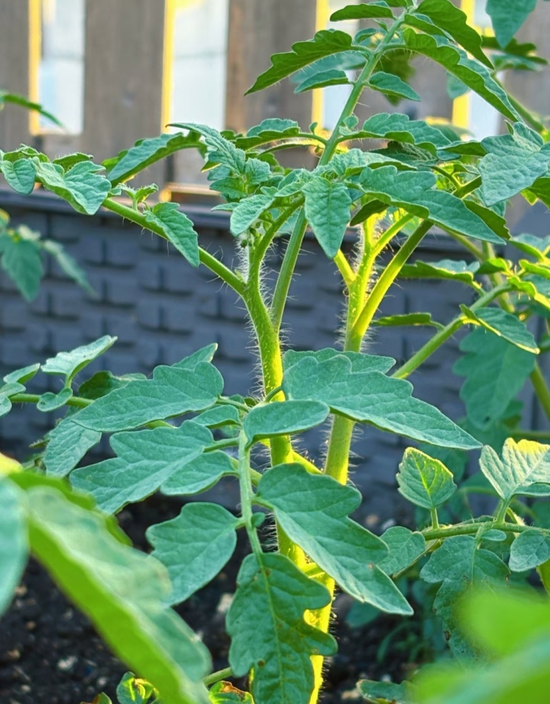 西红柿苗草莓西红柿苗基地直供，量大从优，成活率高视频看货