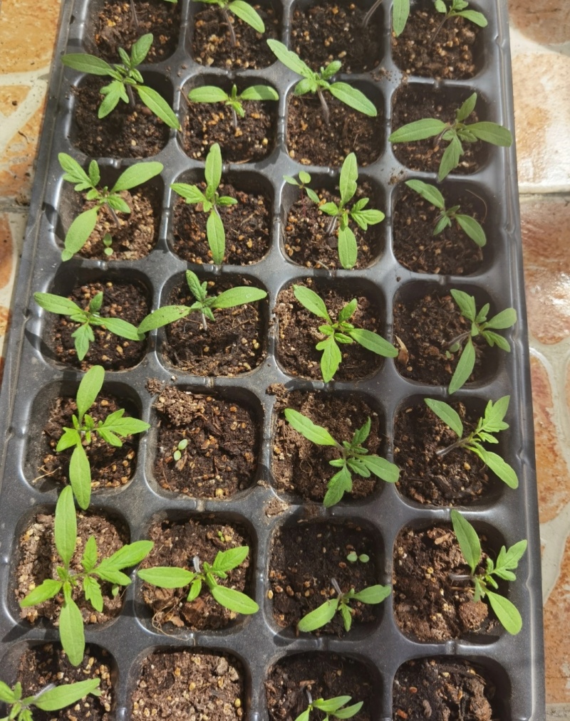 西红柿苗草莓西红柿苗基地直供，量大从优，成活率高视频看货