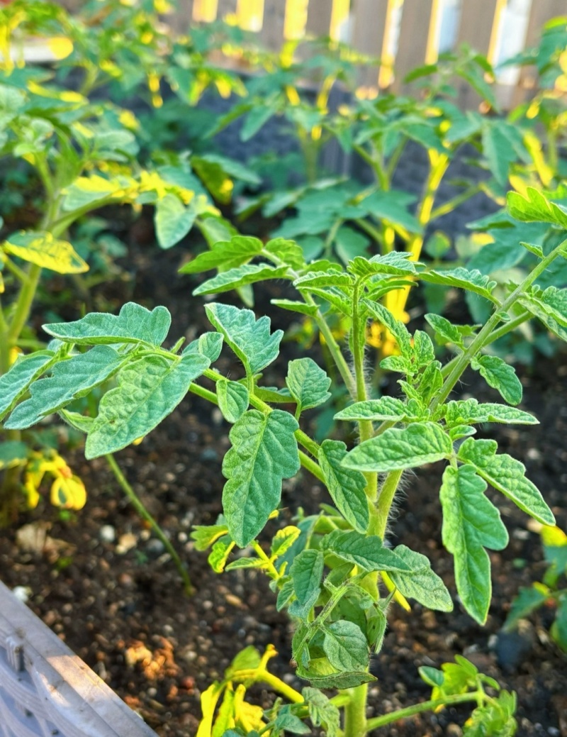 西红柿苗草莓西红柿苗基地直供，量大从优，成活率高视频看货