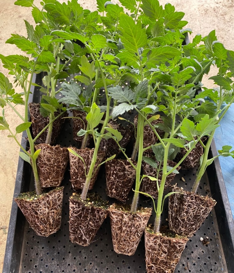 西红柿苗草莓西红柿苗基地直供，量大从优，成活率高视频看货