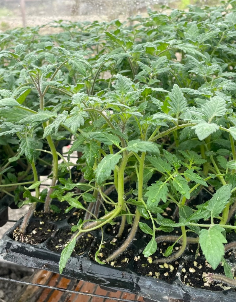 西红柿苗草莓西红柿苗基地直供，量大从优，成活率高视频看货