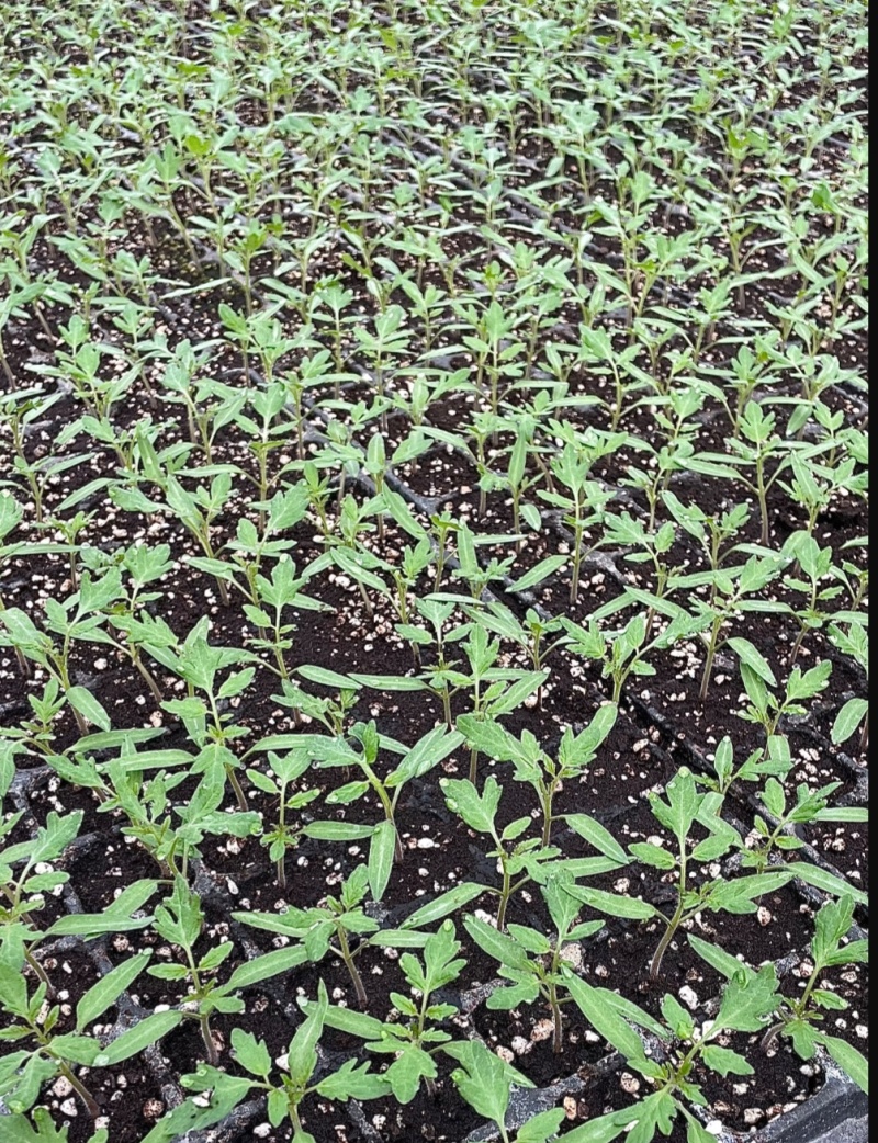 西红柿苗草莓西红柿苗基地直供，量大从优，成活率高视频看货