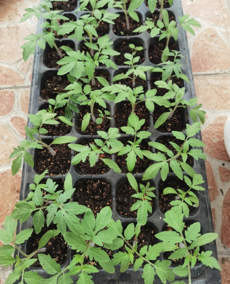 西红柿苗草莓西红柿苗基地直供，量大从优，成活率高视频看货