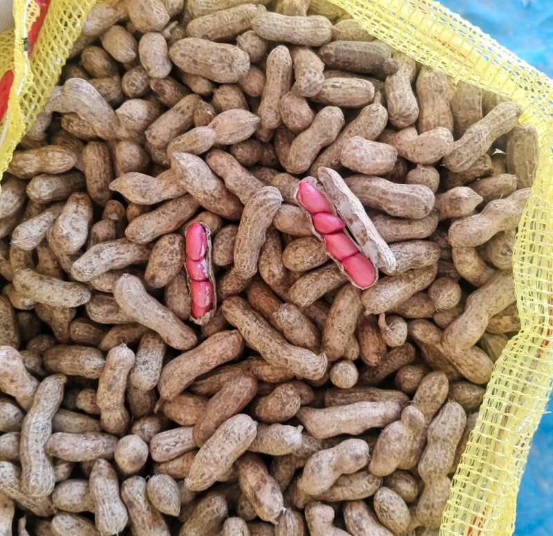 湖北老河口鲜花生四粒红花生产地一手货源量大从优
