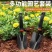 园艺赶海工具花园工具小锄头农用挖地挖土种菜铁锹钉耙子沙滩