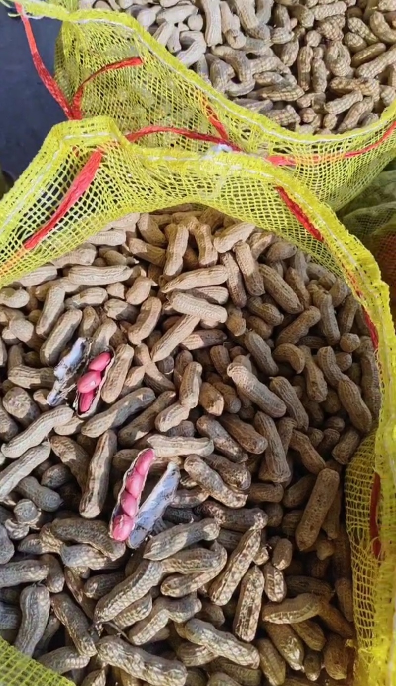 湖北老河口鲜花生四粒红花生产地一手货源量大从优