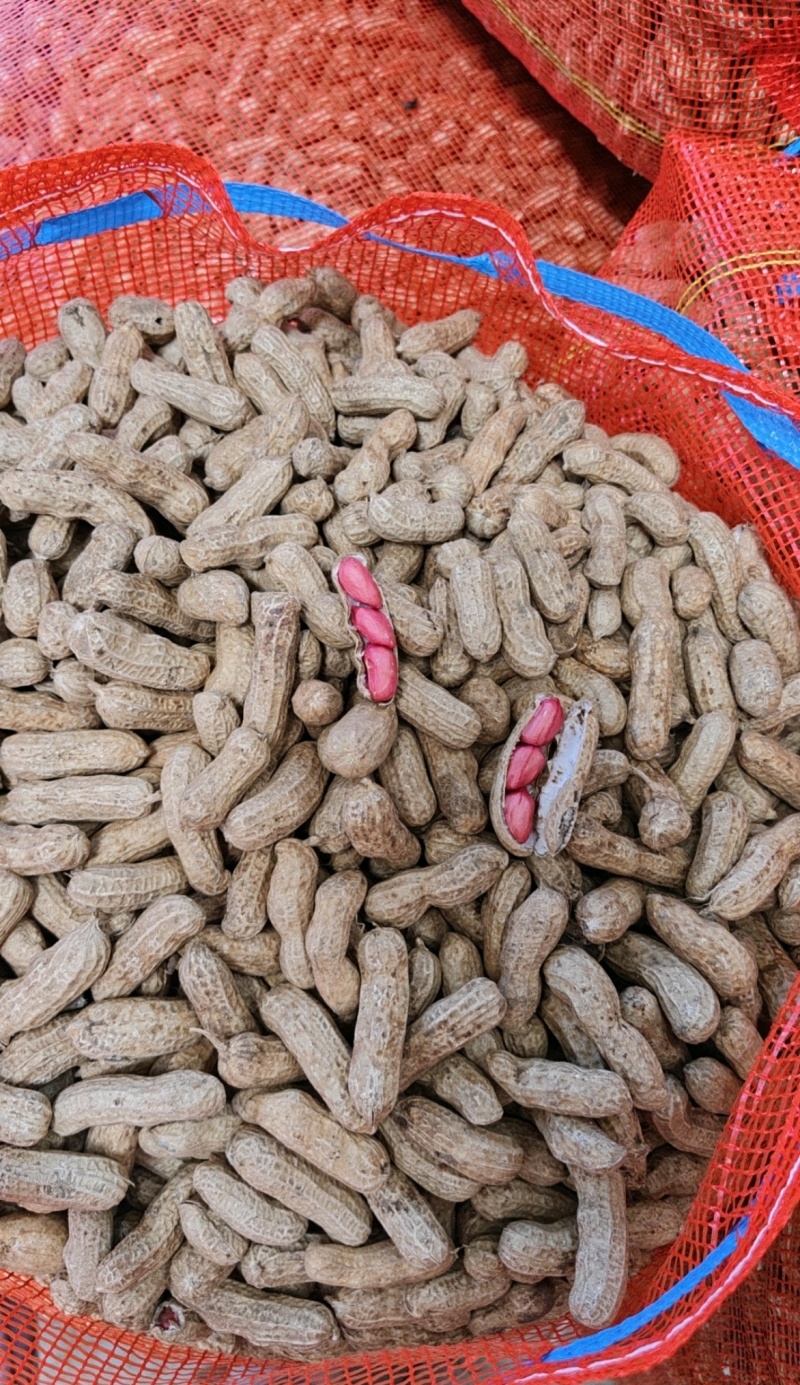 湖北老河口鲜花生四粒红花生产地一手货源量大从优