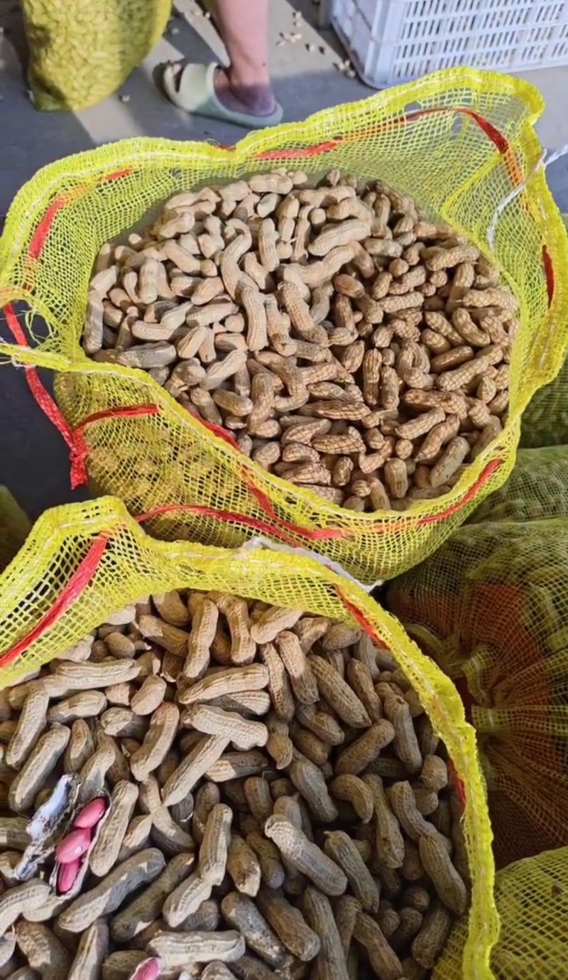 湖北老河口鲜花生四粒红花生产地一手货源量大从优