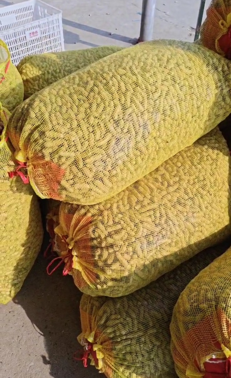 湖北老河口鲜花生四粒红花生产地一手货源量大从优
