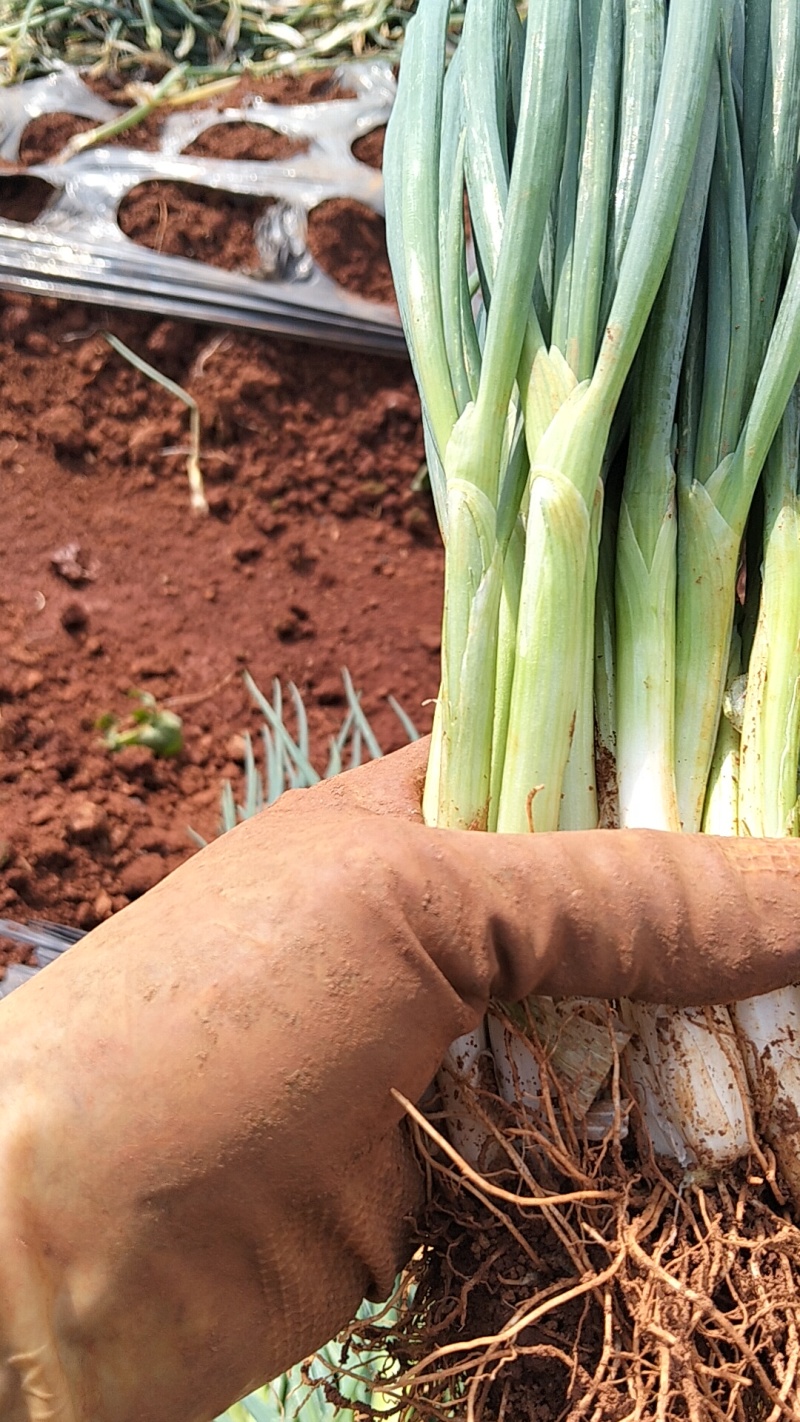 大管葱