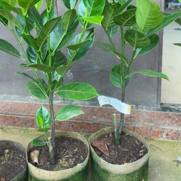 香蜜一号榴莲蜜苗嫁接苗苗子漂亮