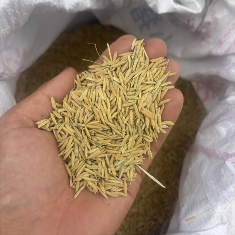 普通稻谷都有货