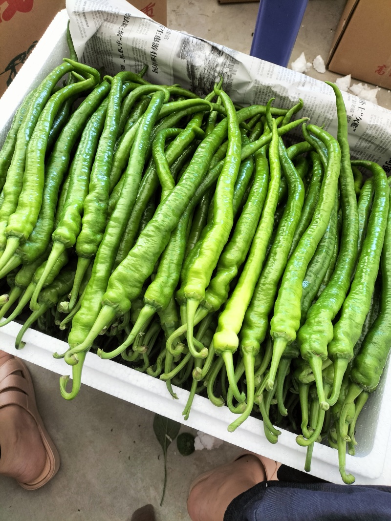 恩施利川高山辣椒***********