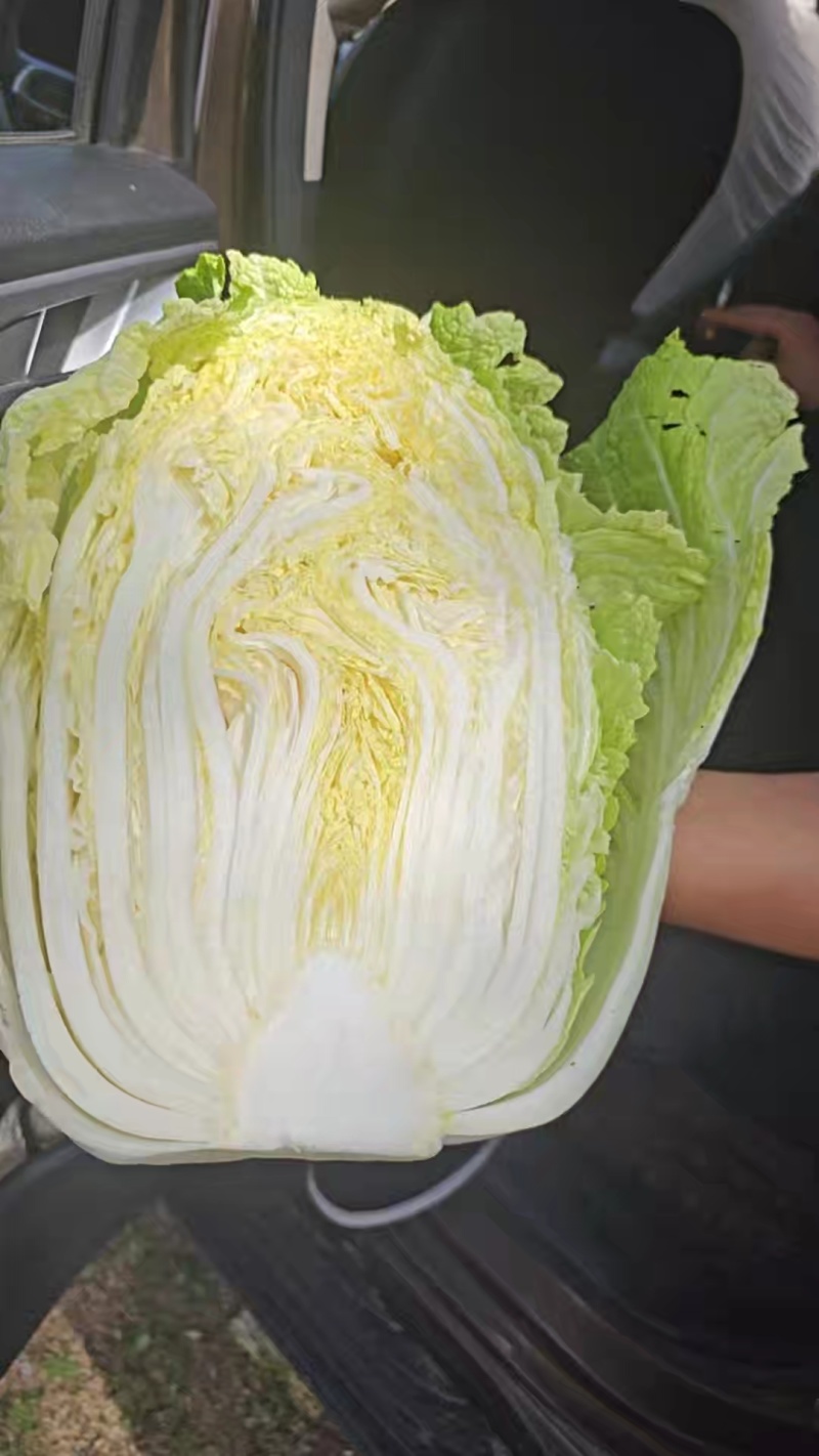 黄心大白菜万亩35吨整车发产地内蒙古无空心诚信经营