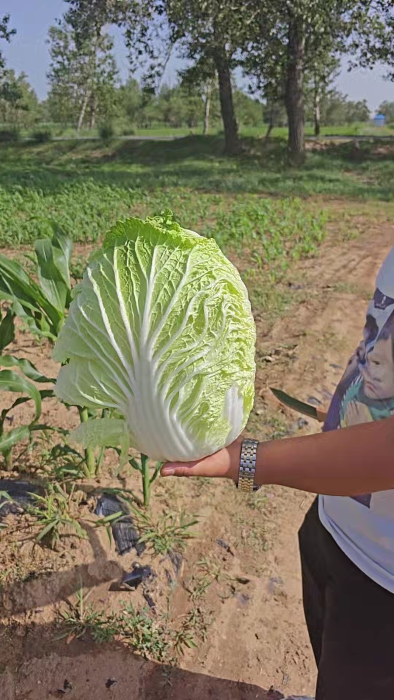 黄心大白菜万亩35吨整车发产地内蒙古无空心诚信经营