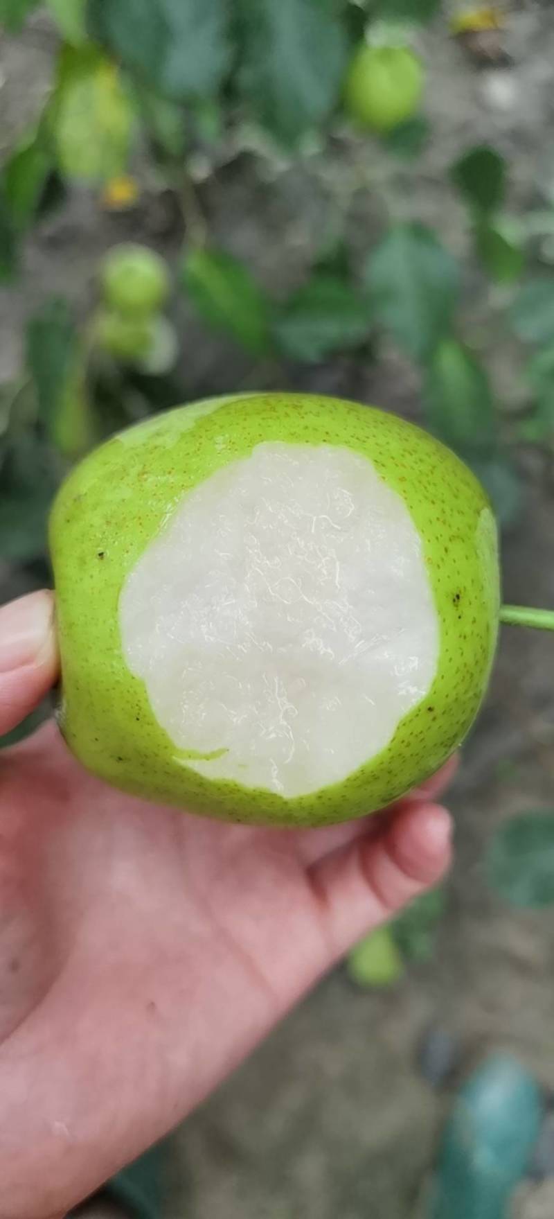 （脆甜无渣）皇冠梨大量批发！量大从优