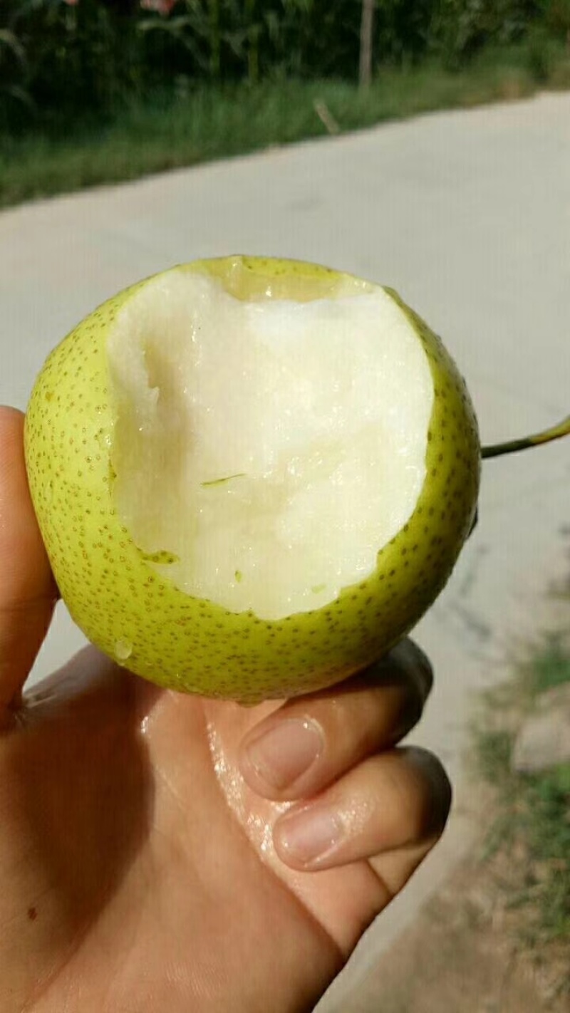 （脆甜无渣）皇冠梨大量批发！量大从优