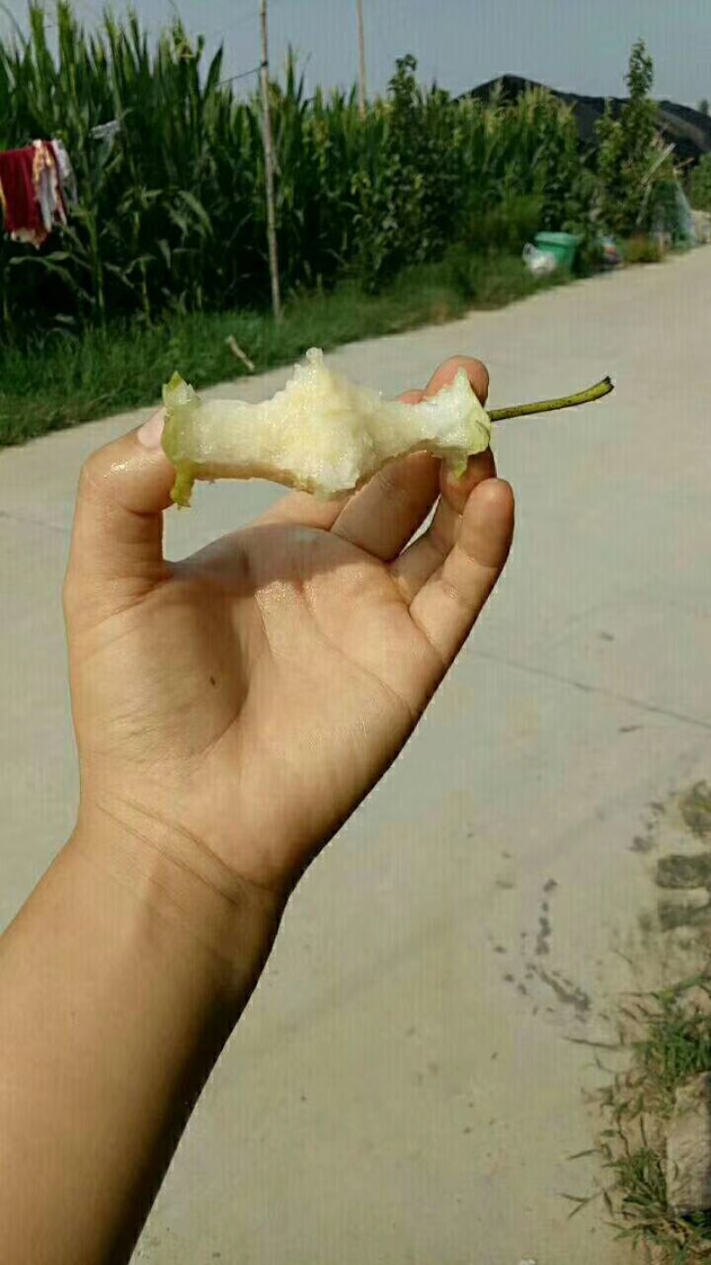 （脆甜无渣）皇冠梨大量批发！量大从优