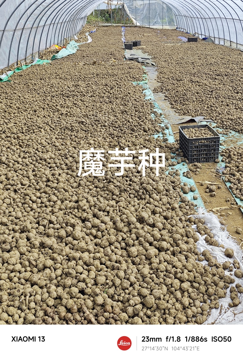 商品魔芋，鲜魔芋豆腐,魔芋种出售***********