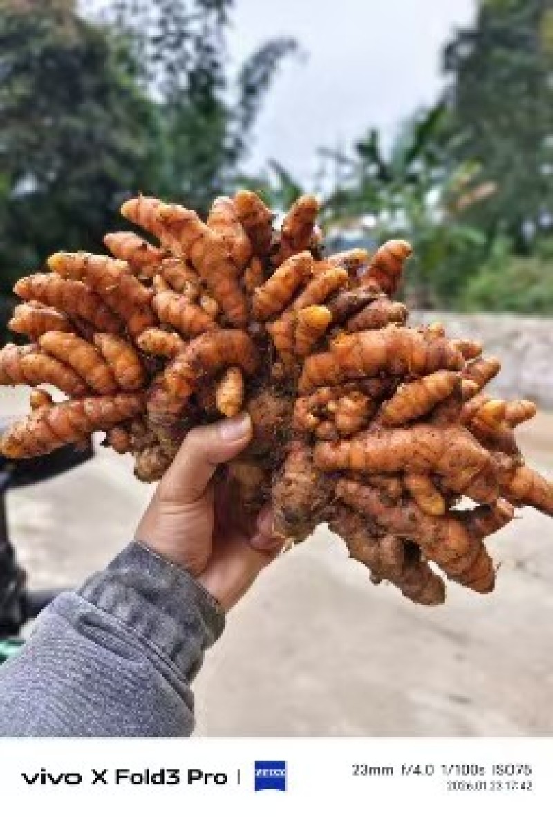 姜黄，广西富硒红壤产区姜黄，姜黄素含量普遍高于外地普