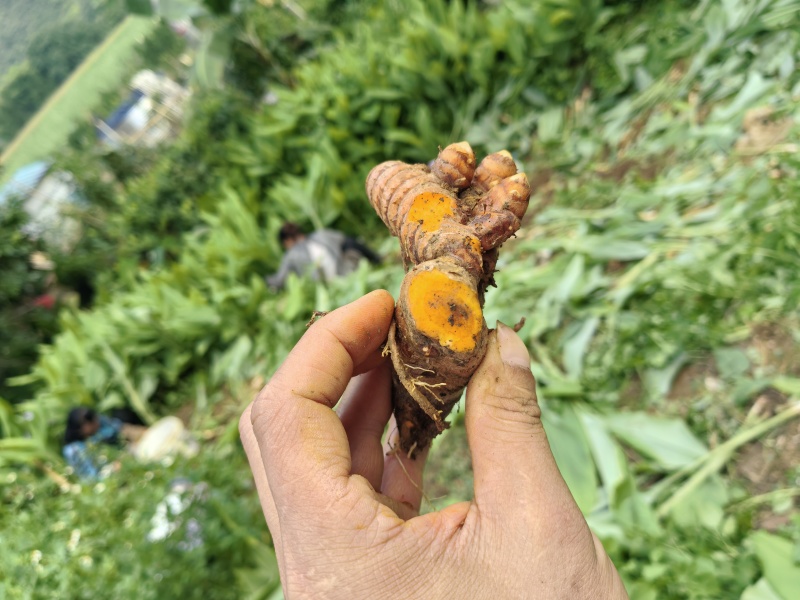 姜黄，广西富硒红壤产区姜黄，姜黄素含量普遍高于外地普