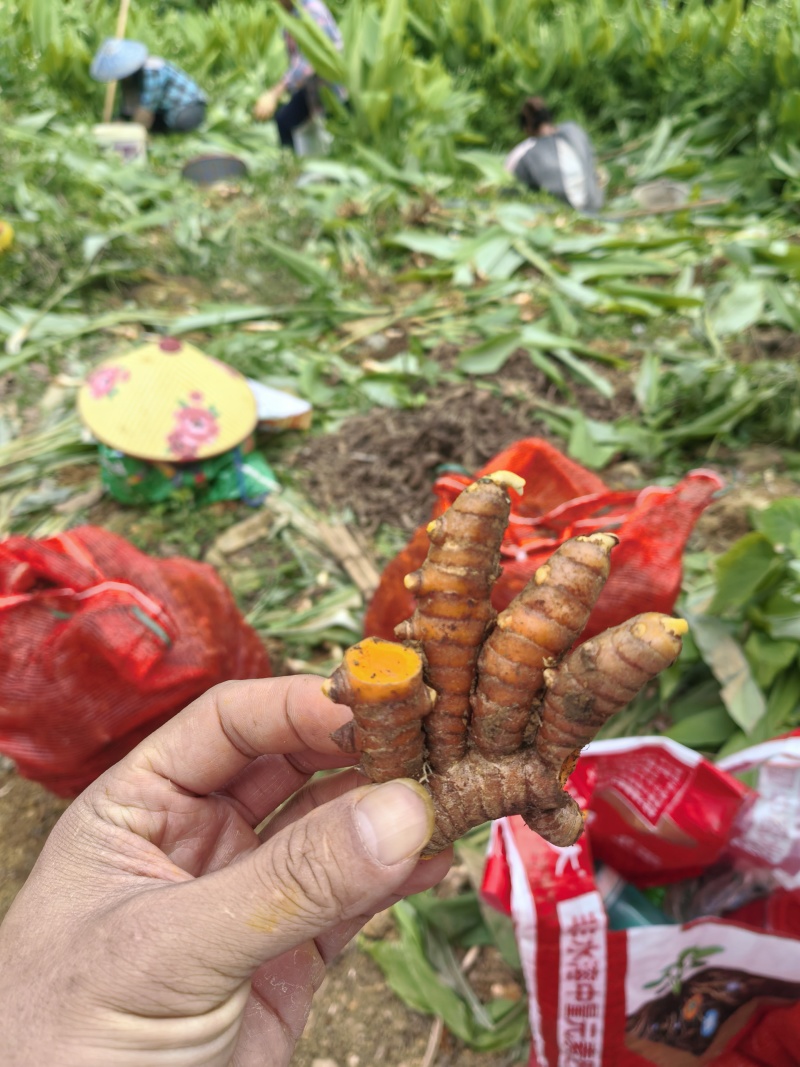 姜黄，广西富硒红壤产区姜黄，姜黄素含量普遍高于外地普