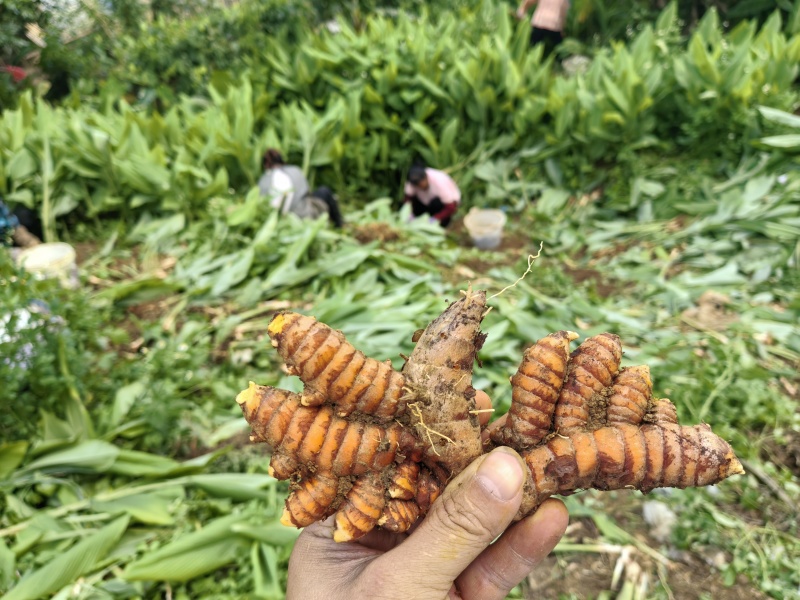 姜黄，广西富硒红壤产区姜黄，姜黄素含量普遍高于外地普